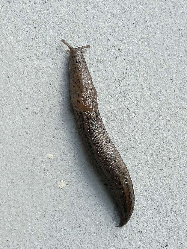 Limax millipunctatus (Forcart) da San Marco in Lamis (FG)